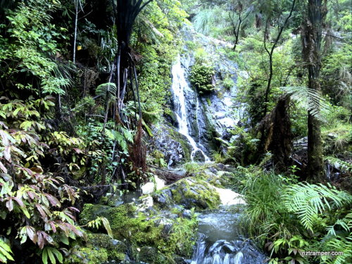 Tanekaha Forest